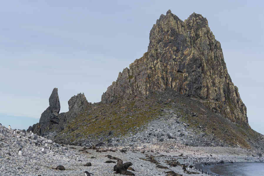 Lobos Marinos Antárticos y Pingüinos Gentoo - isla Robert - islas Shetland del Sur 04.jpg